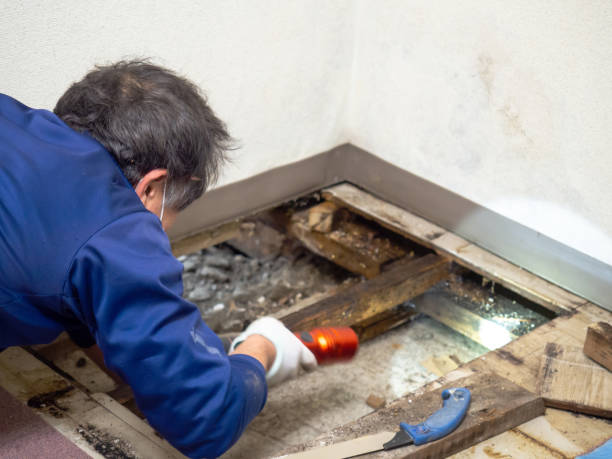 Best Mold Remediation for Schools in Angleton, TX