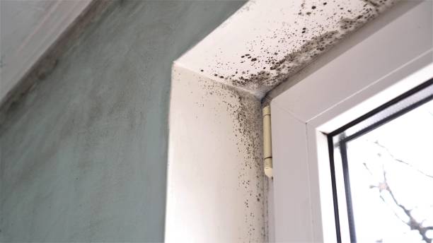 Best Industrial Mold Remediation in Angleton, TX