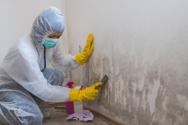 Best Residential Mold Remediation in Angleton, TX
