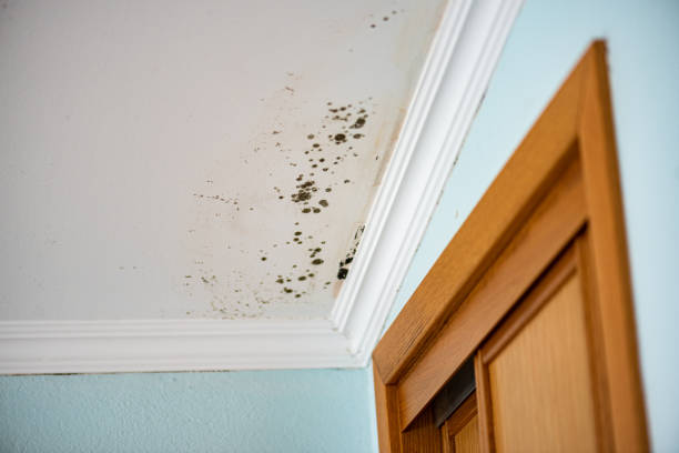 Reliable Angleton, TX Mold Remediation Solutions