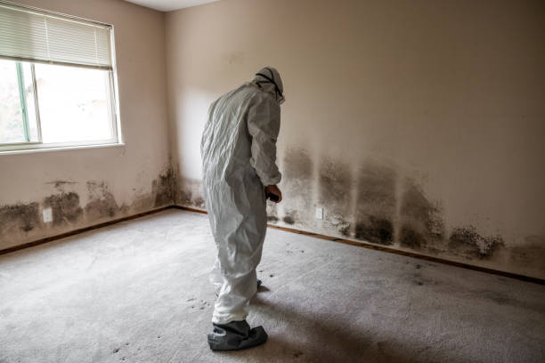 Best Health and Safety Mold Remediation in Angleton, TX