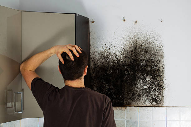 Best DIY Mold Remediation Support Services in Angleton, TX