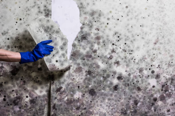 Best DIY Mold Remediation Support Services in Angleton, TX